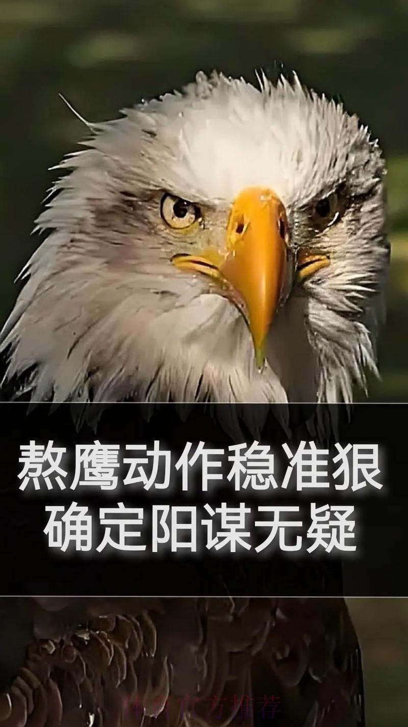 无限期休战，最大赢家出现！老鹰认清现实，火速解散东决班底