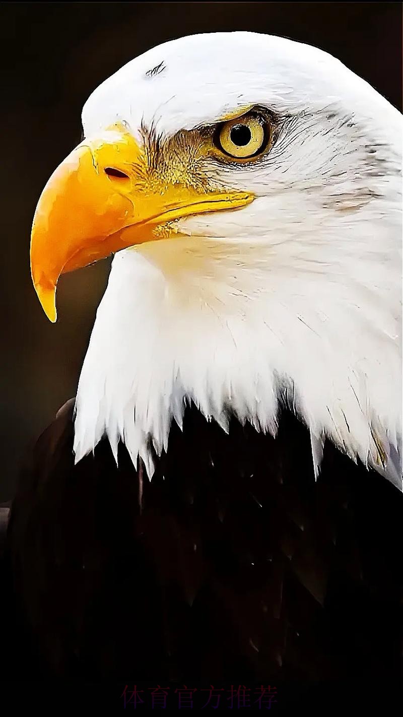 无限期休战，最大赢家出现！老鹰认清现实，火速解散东决班底